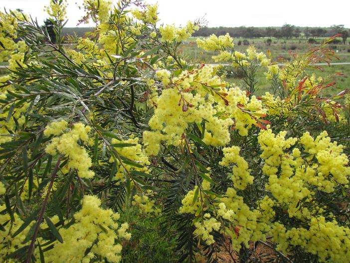 Acacia fimbriata image