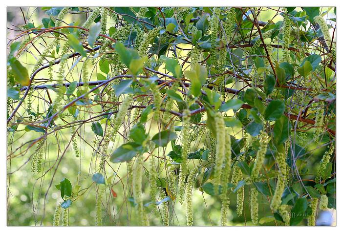 Itea ilicifolia image
