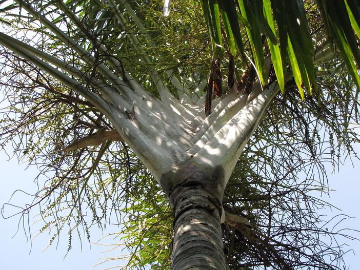 Dypsis decaryi image