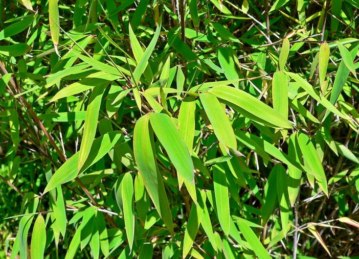 Fargesia nitida image