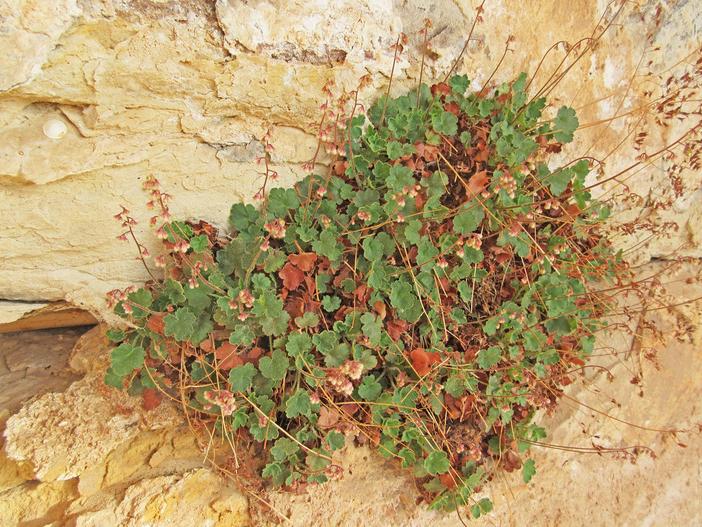 Heuchera rubescens var. versicolor image