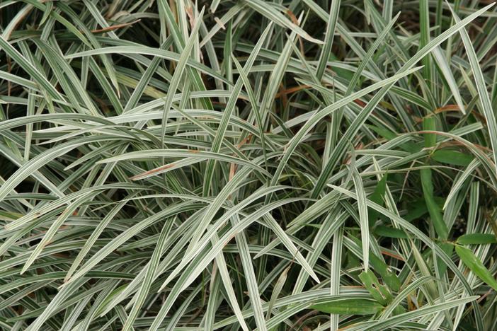 Ophiopogon intermedius image