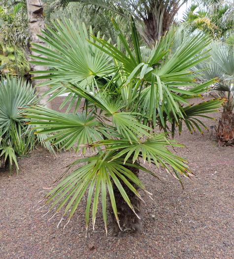Trachycarpus takil image
