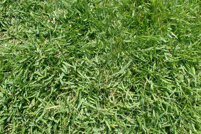 Zoysia japonica image