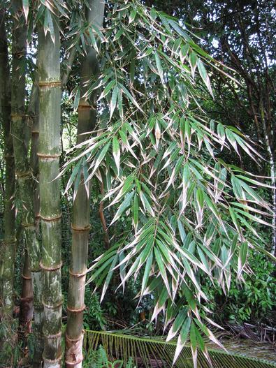 Dendrocalamus asper image