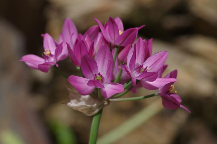 Allium oreophilum image