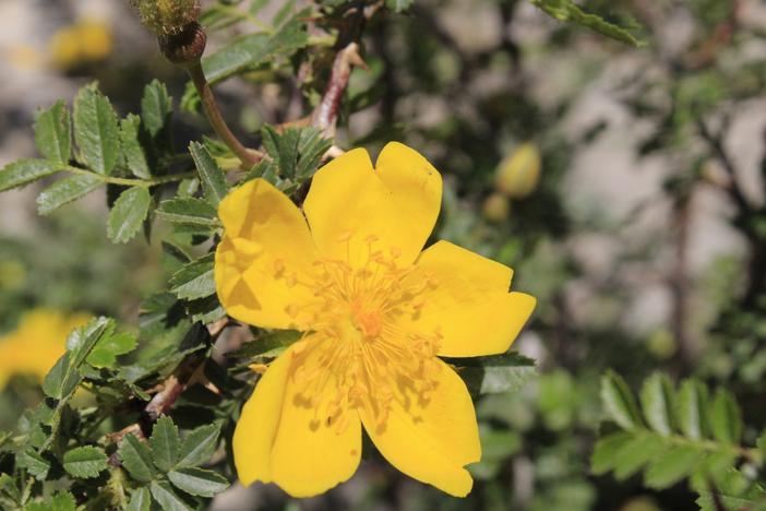 Rosa ecae image
