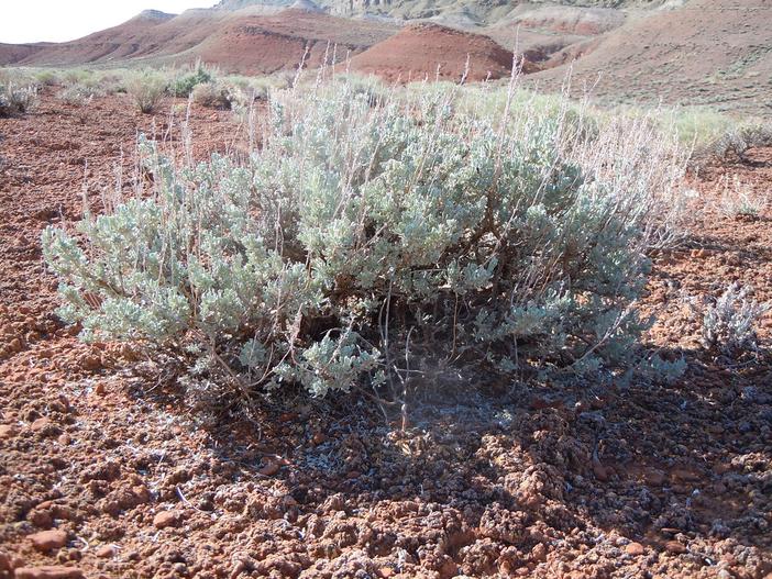Artemisia tridentata subsp. wyomingensis image
