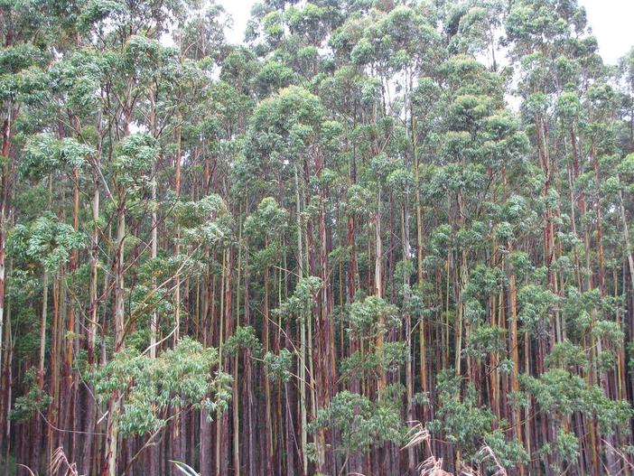 Eucalyptus grandis image