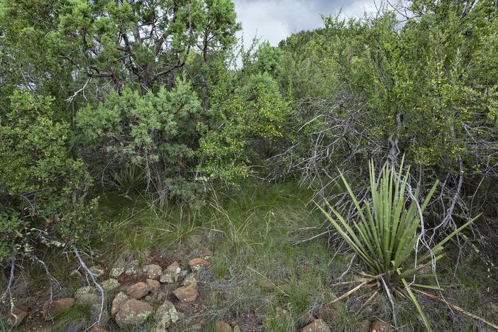 Galactia wrightii image