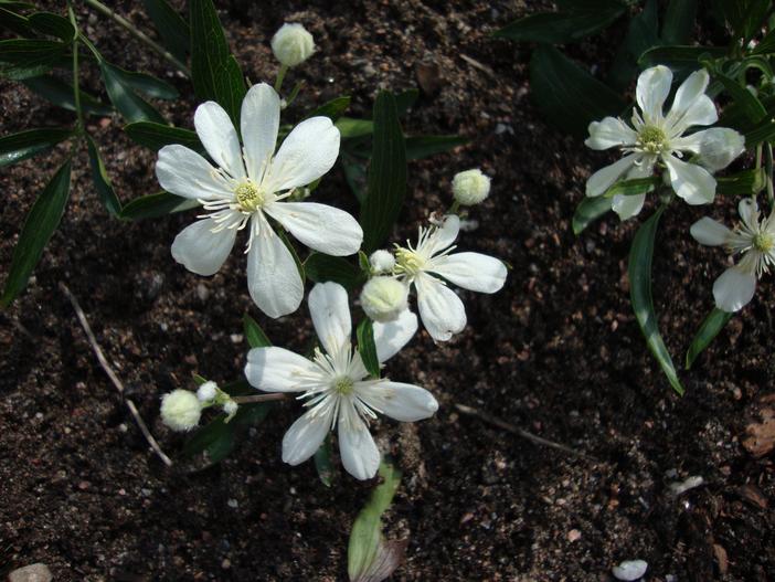 Clematis hexapetala image