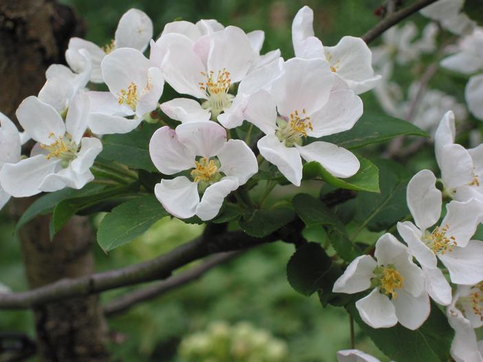 Malus ×robusta image