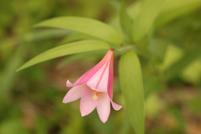 Lilium rubellum image