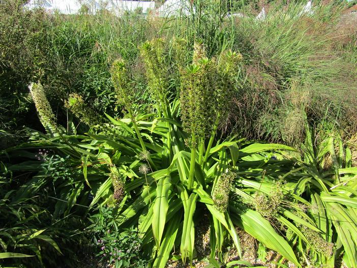Eucomis pole-evansii image
