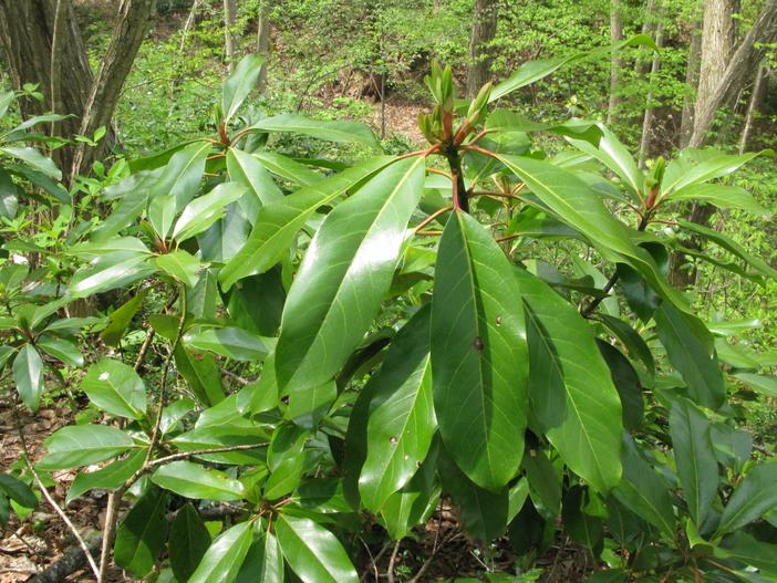 Daphniphyllum macropodum var. humile image