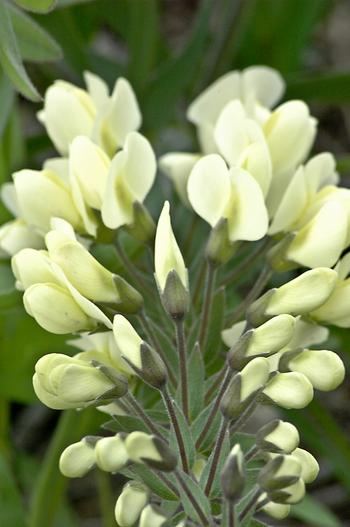 Baptisia bracteata var. leucophaea image