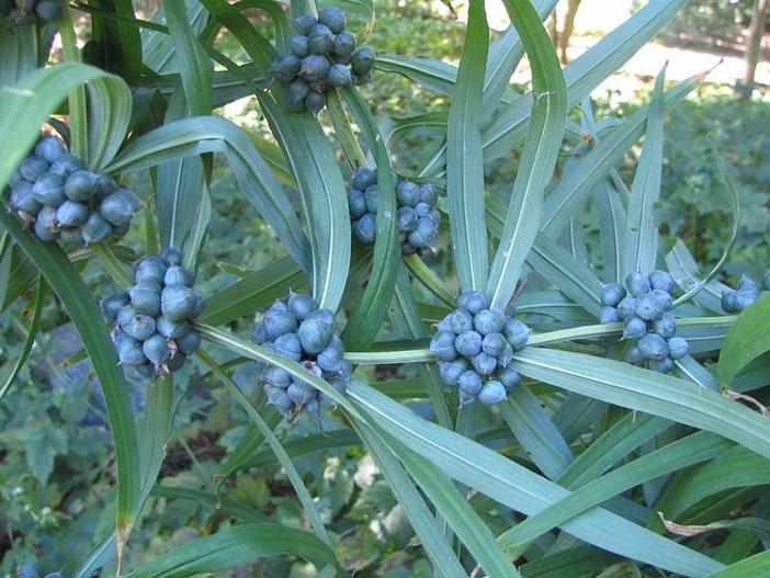 Polygonatum cirrhifolium image