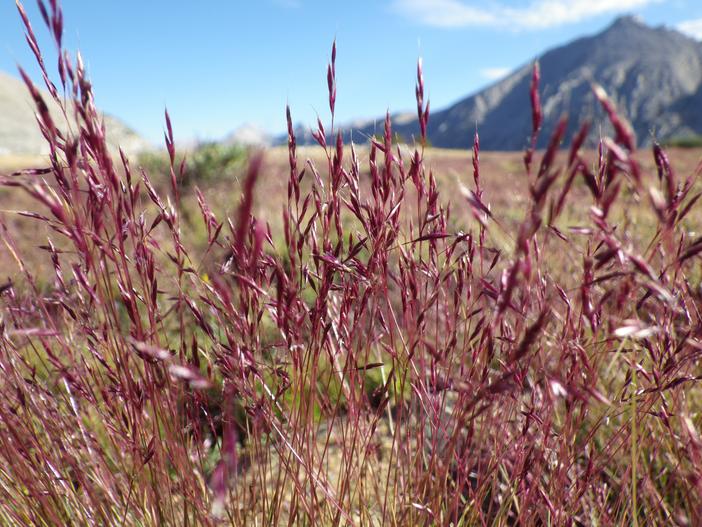 Calamagrostis breweri image