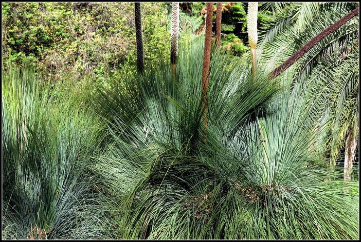 Xanthorrhoea quadrangulata image