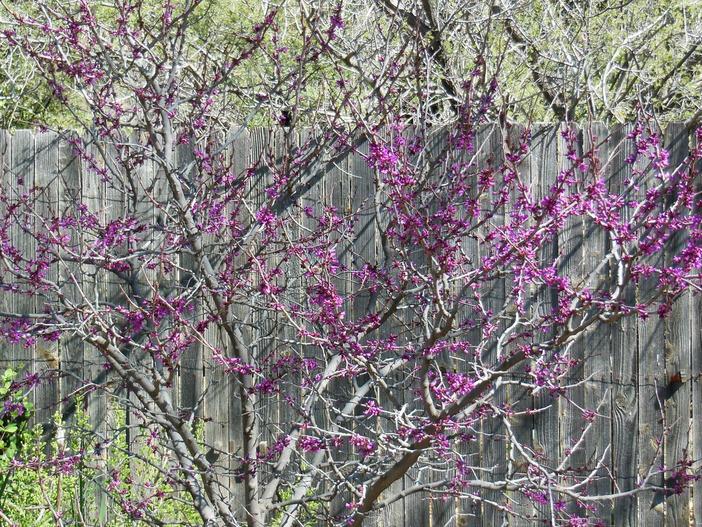 Cercis mexicana image