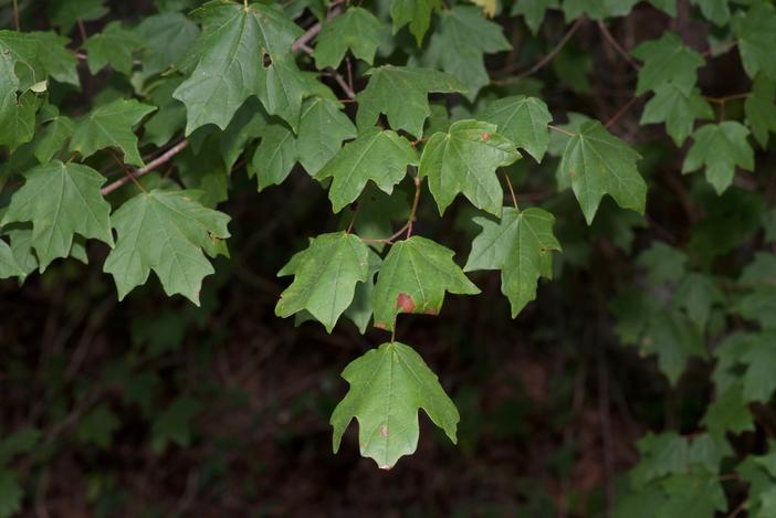 Acer leucoderme image