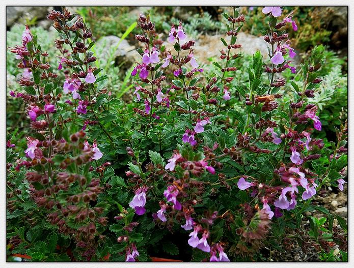 Teucrium chamaedrys image