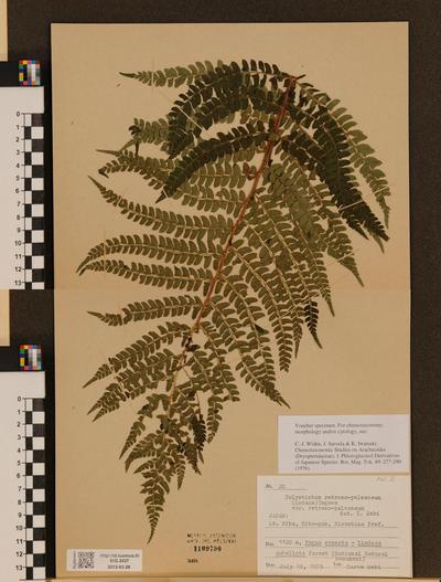 Polystichum retrosopaleaceum image