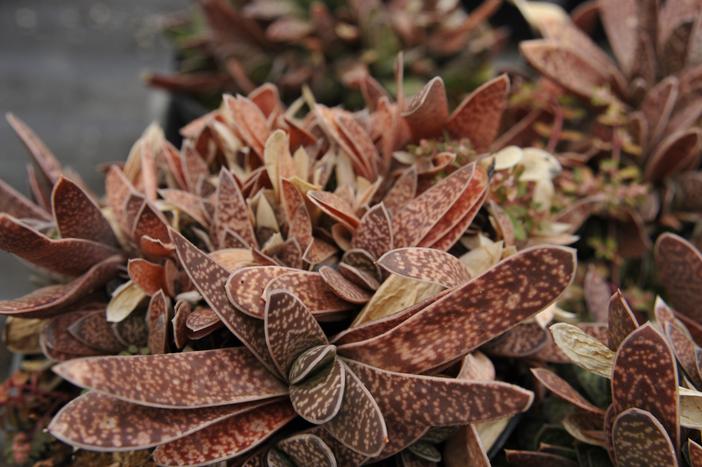 Gasteria obliqua image