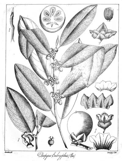 Diospyros embryopteris image