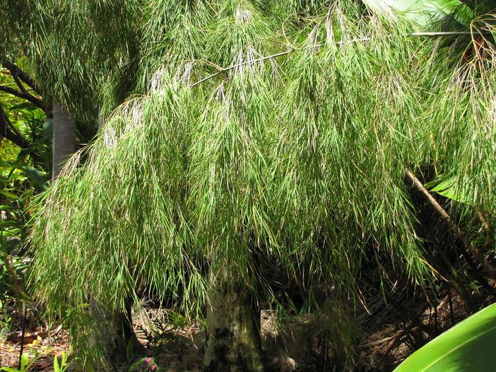 Otatea acuminata image
