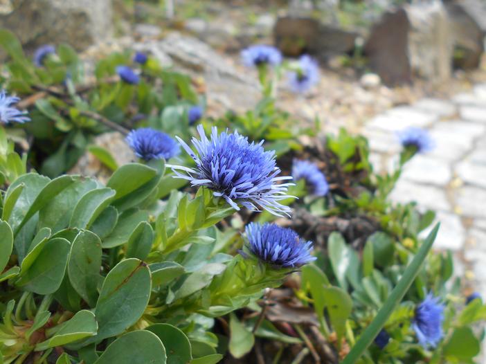 Globularia trichosantha image