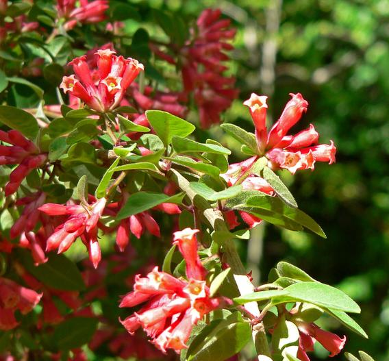 Cestrum fasciculatum image