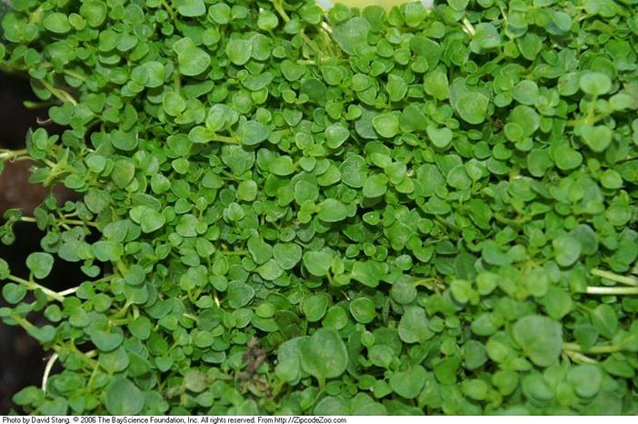 Mentha requienii image