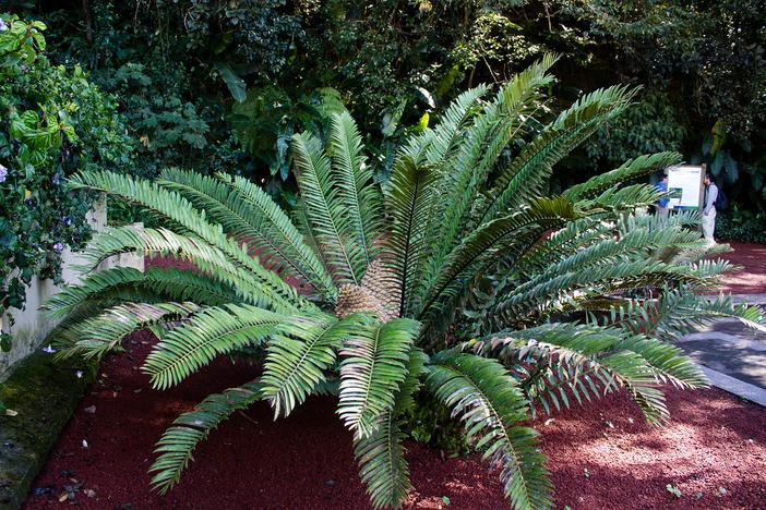 Dioon edule image