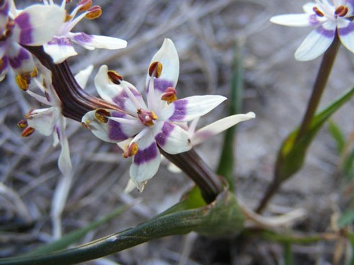 Wurmbea dioica image