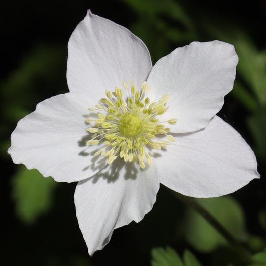 Anemone nikoensis image