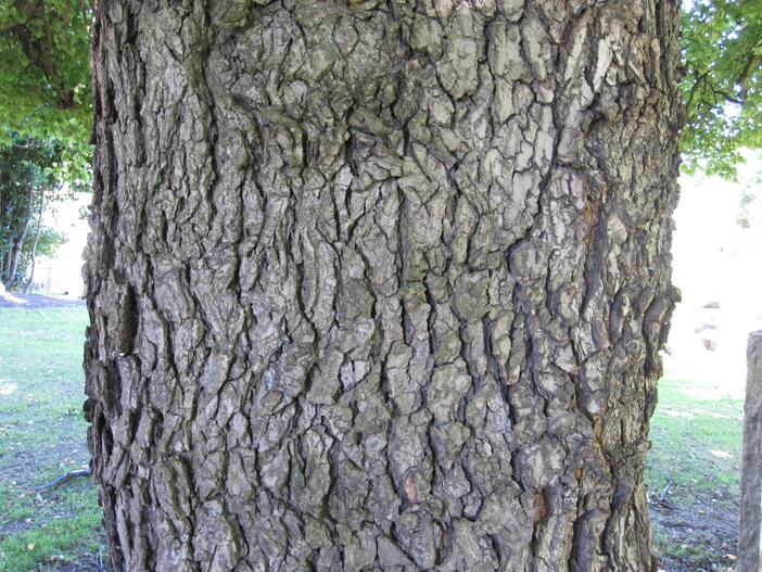 Ulmus minor subsp. procera image