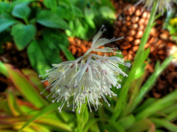 Ypsilandra thibetica image