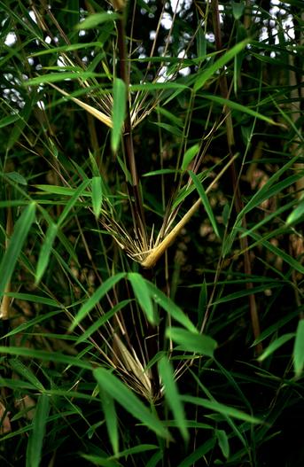 Fargesia fungosa image