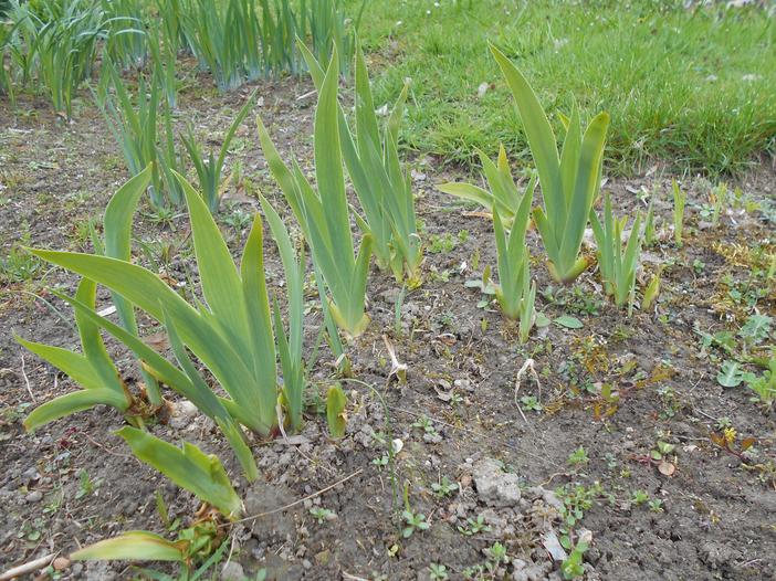 Iris brandzae image