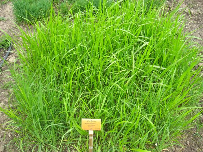 Diarrhena americana image