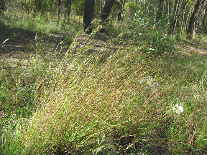 Themeda triandra image