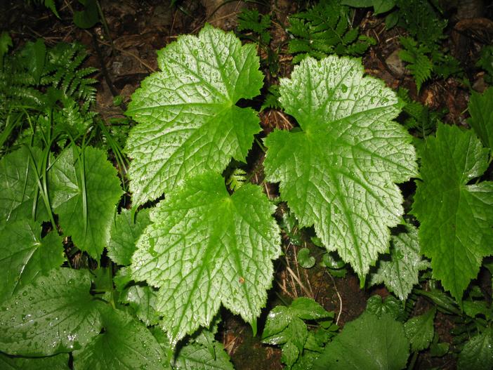 Actaea japonica image