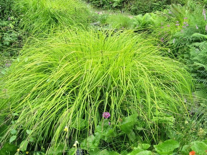 Carex elata image