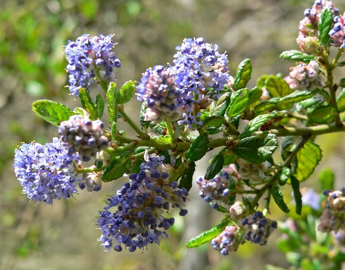 Ceanothus impressus var. nipomensis image
