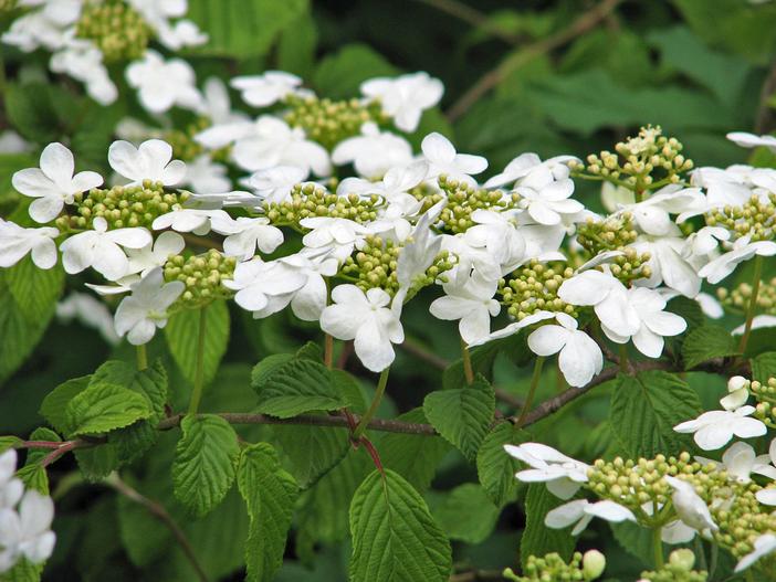 Viburnum plicatum f. tomentosum image