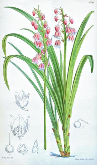 Theropogon pallidus image