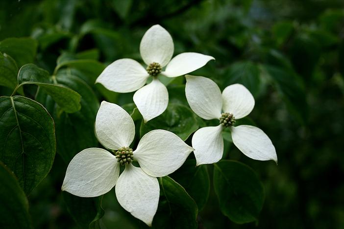 Cornus chinensis image