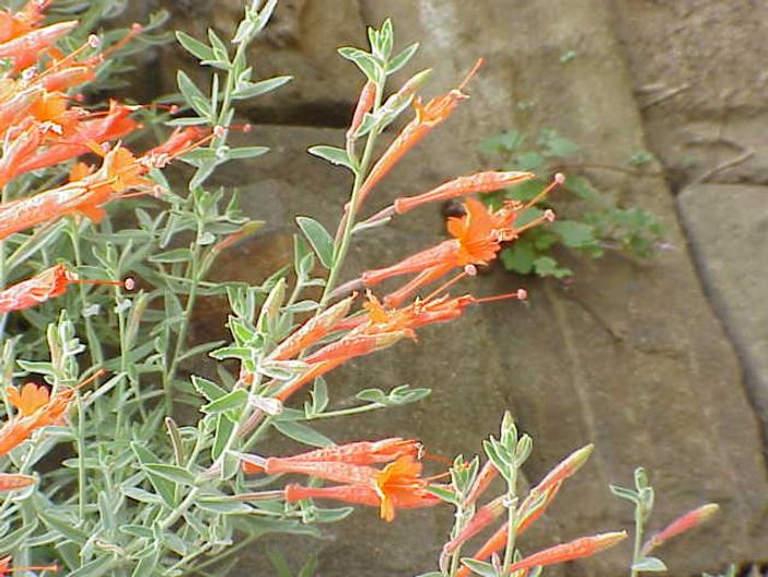 Epilobium canum subsp. angustifolium image