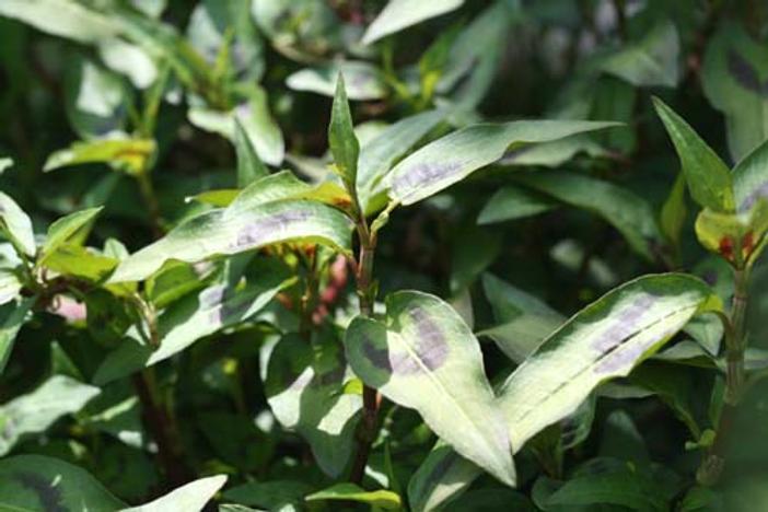 Polygonum odoratum image